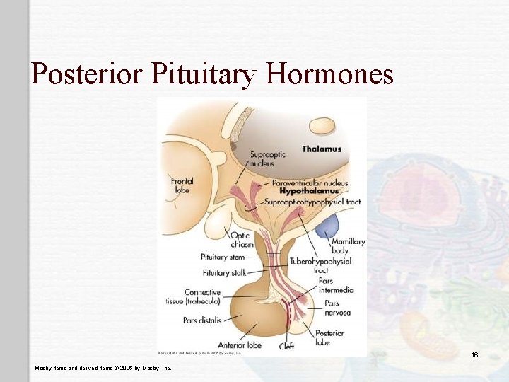 Posterior Pituitary Hormones 16 Mosby items and derived items © 2006 by Mosby, Inc.