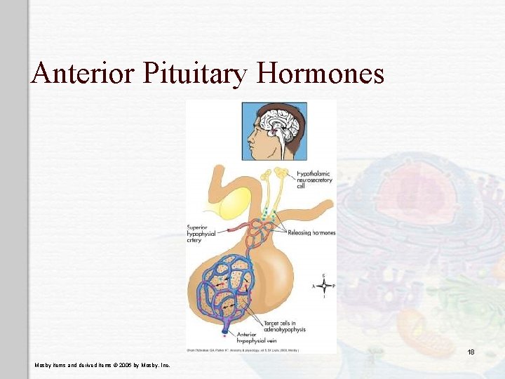 Anterior Pituitary Hormones 18 Mosby items and derived items © 2006 by Mosby, Inc.