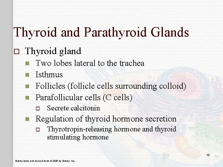 Thyroid and Parathyroid Glands o Thyroid gland n n Two lobes lateral to the