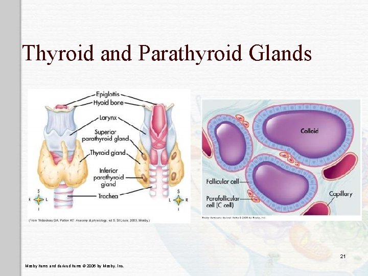 Thyroid and Parathyroid Glands 21 Mosby items and derived items © 2006 by Mosby,