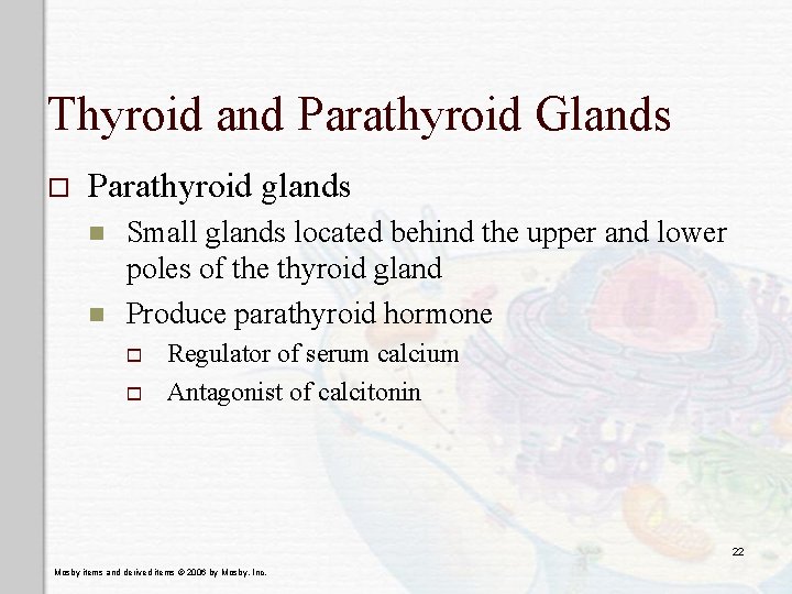 Thyroid and Parathyroid Glands o Parathyroid glands n n Small glands located behind the