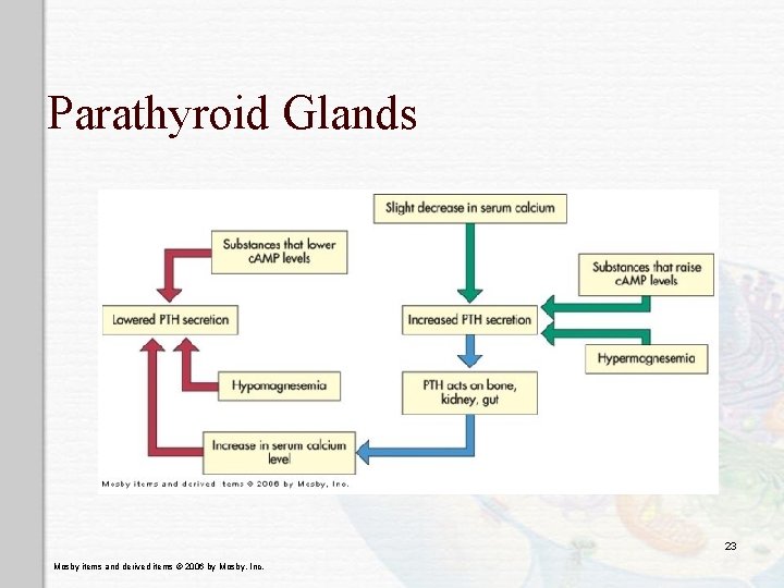 Parathyroid Glands 23 Mosby items and derived items © 2006 by Mosby, Inc. 