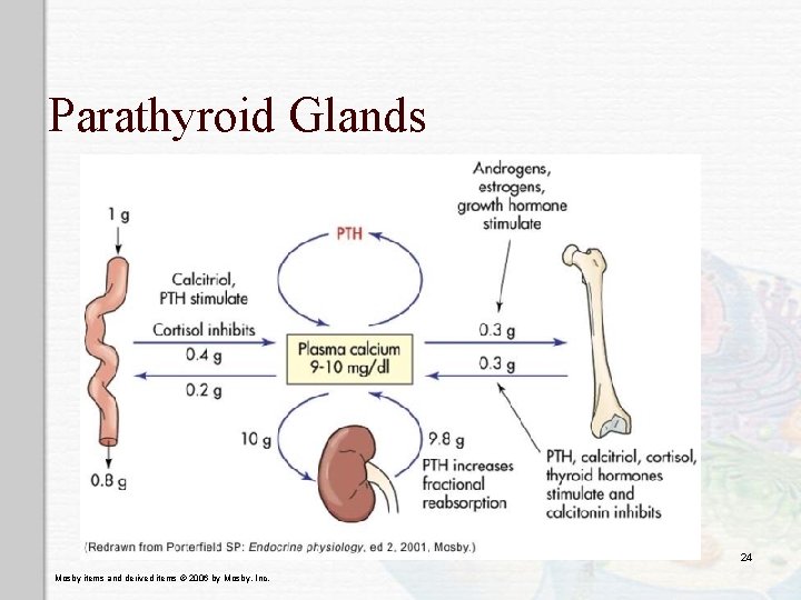 Parathyroid Glands 24 Mosby items and derived items © 2006 by Mosby, Inc. 