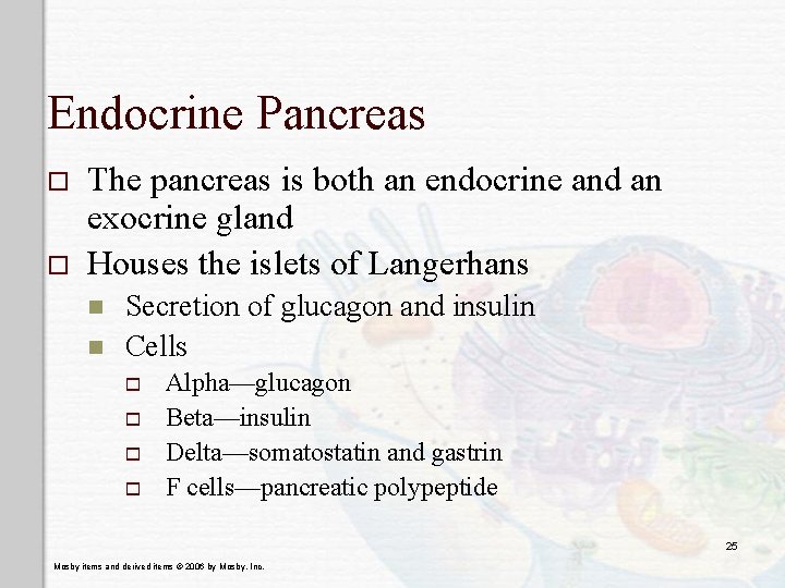 Endocrine Pancreas o o The pancreas is both an endocrine and an exocrine gland