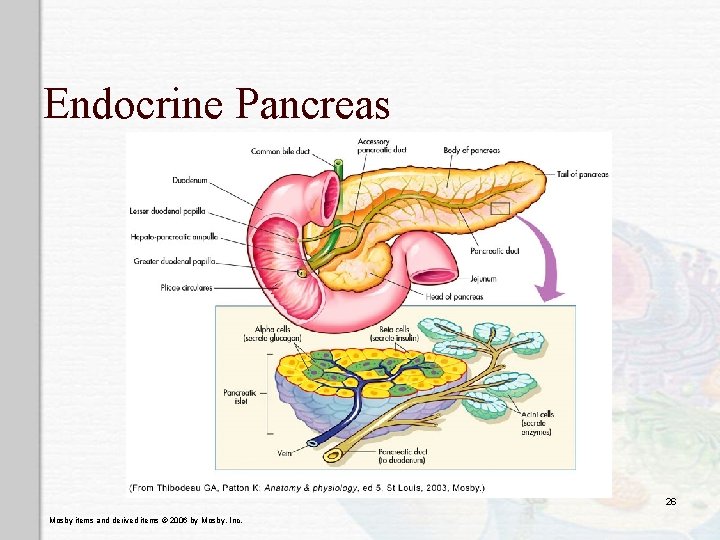 Endocrine Pancreas 26 Mosby items and derived items © 2006 by Mosby, Inc. 