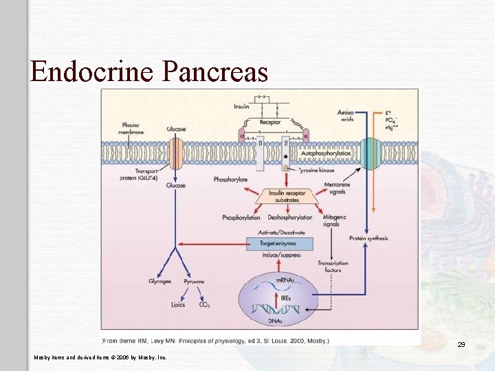 Endocrine Pancreas 29 Mosby items and derived items © 2006 by Mosby, Inc. 