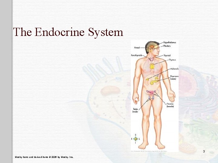 The Endocrine System 3 Mosby items and derived items © 2006 by Mosby, Inc.