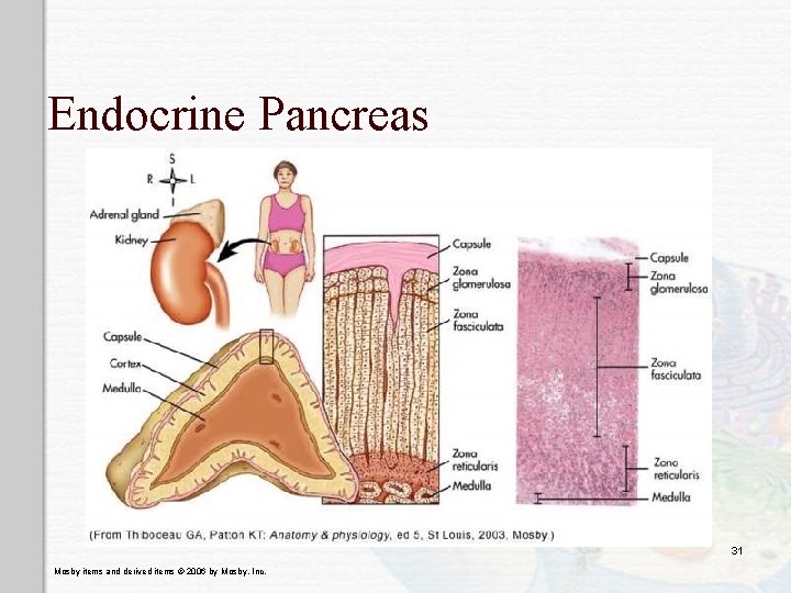 Endocrine Pancreas 31 Mosby items and derived items © 2006 by Mosby, Inc. 