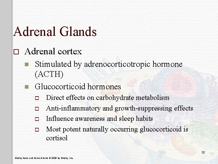 Adrenal Glands o Adrenal cortex n n Stimulated by adrenocorticotropic hormone (ACTH) Glucocorticoid hormones