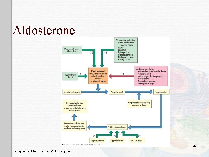Aldosterone 34 Mosby items and derived items © 2006 by Mosby, Inc. 