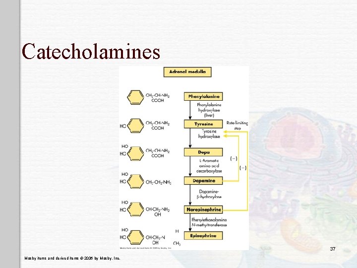 Catecholamines 37 Mosby items and derived items © 2006 by Mosby, Inc. 