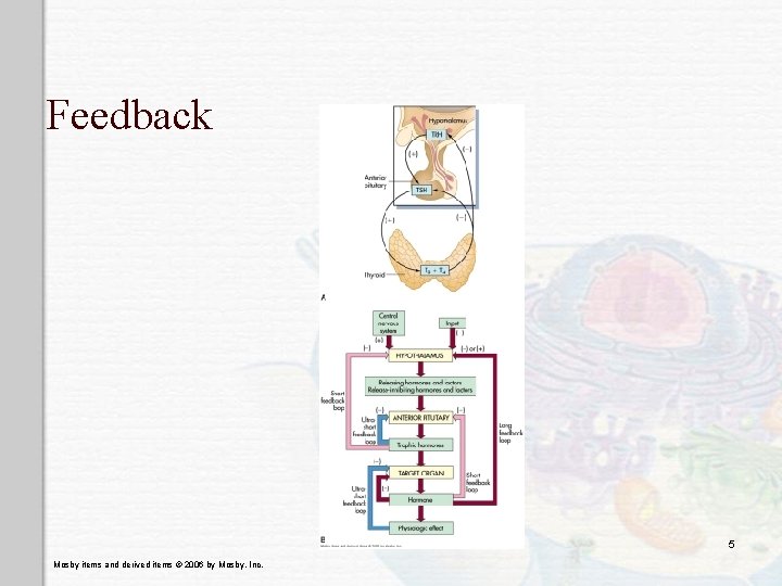 Feedback 5 Mosby items and derived items © 2006 by Mosby, Inc. 