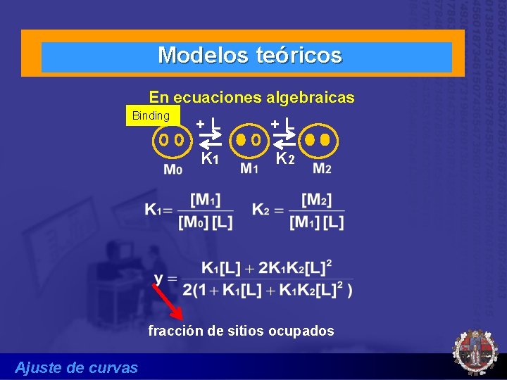 Modelos teóricos En ecuaciones algebraicas Binding +L +L K 1 K 2 fracción de