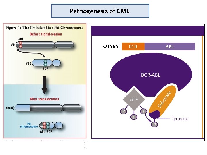 Pathogenesis of CML p 210 k. D BCR ABL 