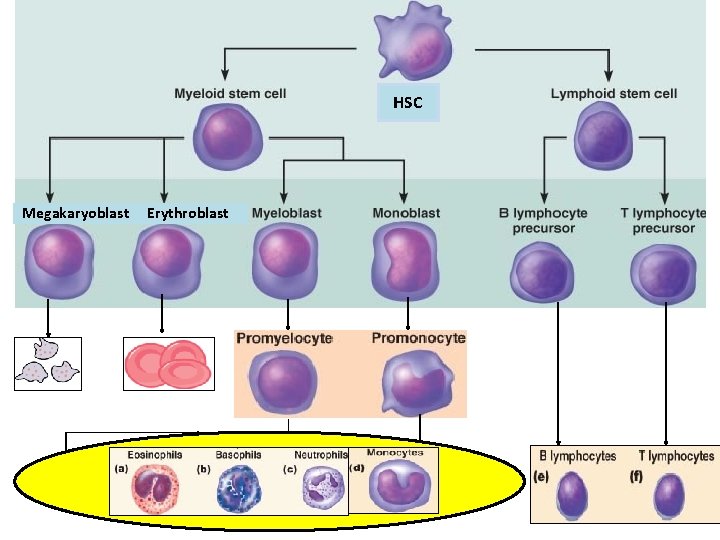 HSC Megakaryoblast Erythroblast 