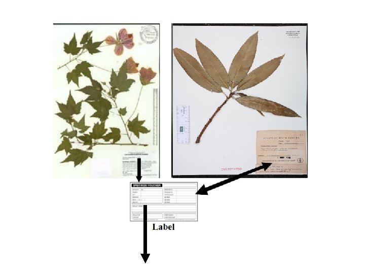 Dry mount of plant Dry mount of plant