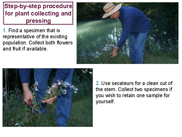 Step-by-step procedure for plant collecting and pressing 1. Find a specimen that is representative