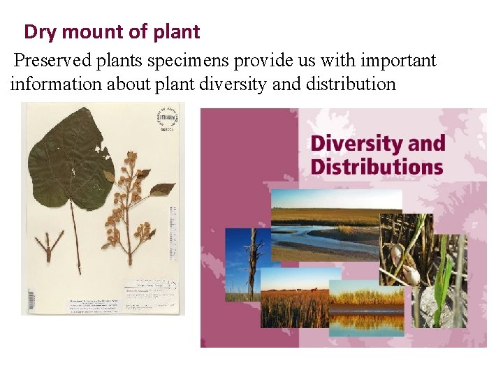 Dry mount of plant Preserved plants specimens provide us with important information about plant