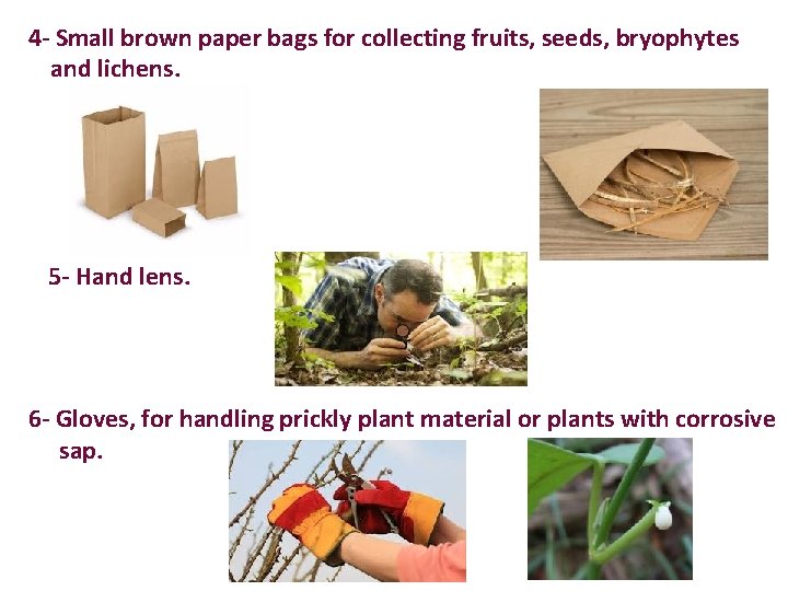 4 - Small brown paper bags for collecting fruits, seeds, bryophytes and lichens. 5