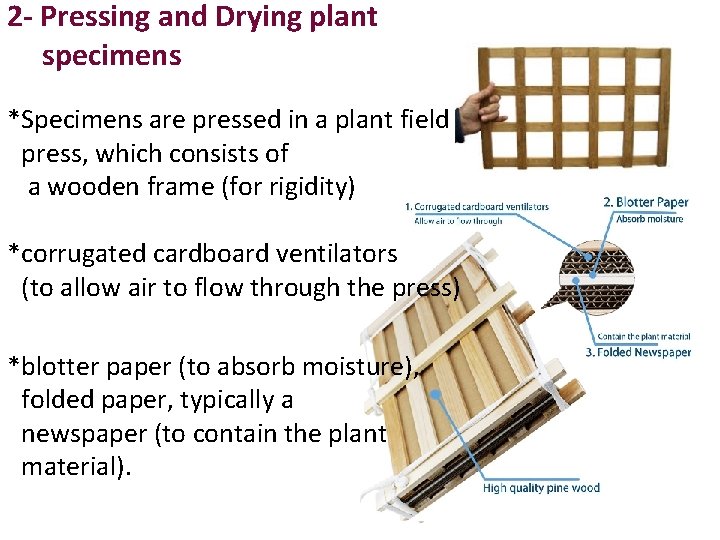 2 - Pressing and Drying plant specimens *Specimens are pressed in a plant field