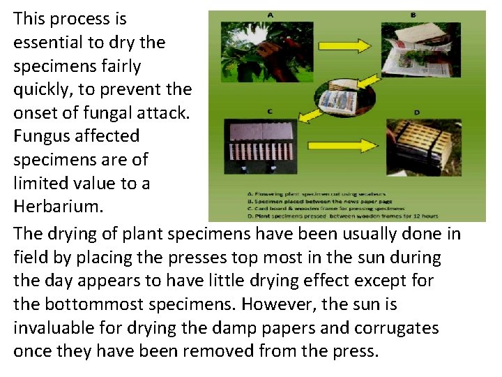 This process is essential to dry the specimens fairly quickly, to prevent the onset