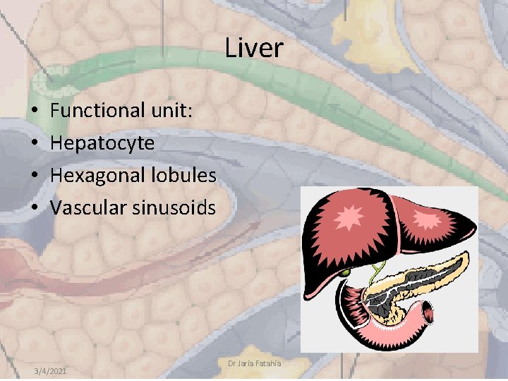 Liver • • Functional unit: Hepatocyte Hexagonal lobules Vascular sinusoids 3/4/2021 Dr Jaria Fatahia