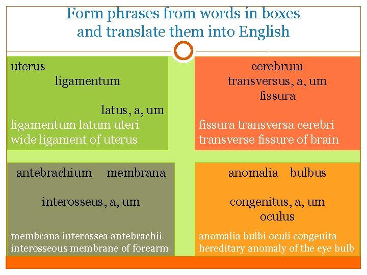 Form phrases from words in boxes and translate them into English uterus ligamentum latus, Form phrases from words in boxes and translate them into English uterus ligamentum latus,