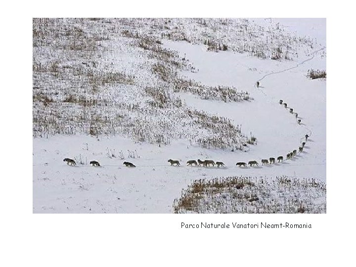 Parco Naturale Vanatori Neamt-Romania 