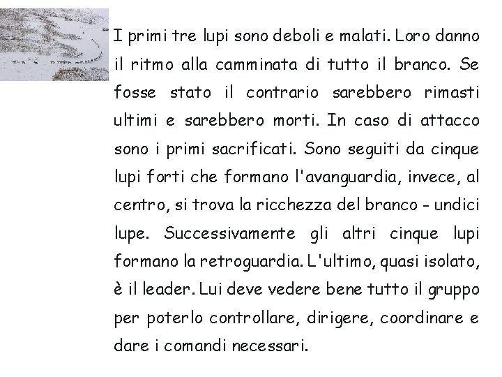 I primi tre lupi sono deboli e malati. Loro danno il ritmo alla camminata