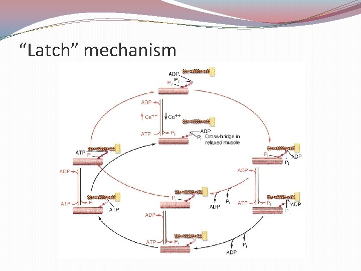 “Latch” mechanism 