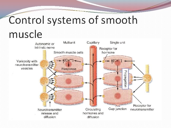 Control systems of smooth muscle 