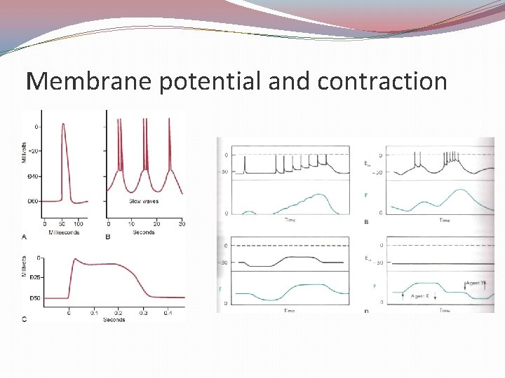 Membrane potential and contraction 