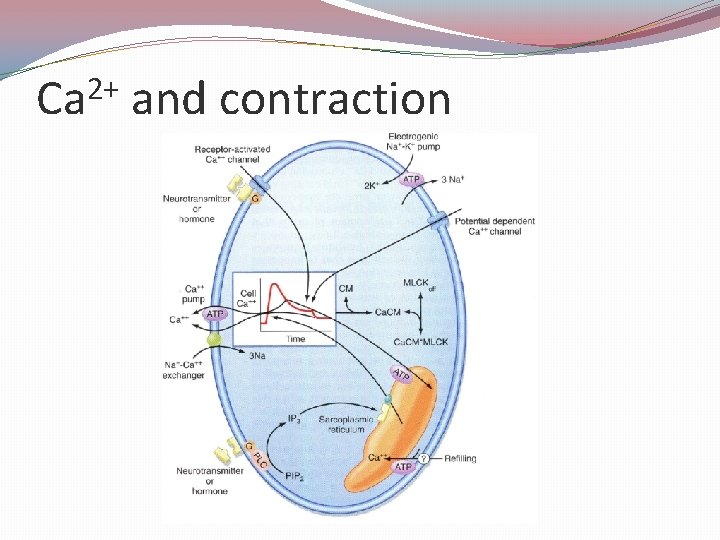 2+ Ca and contraction 