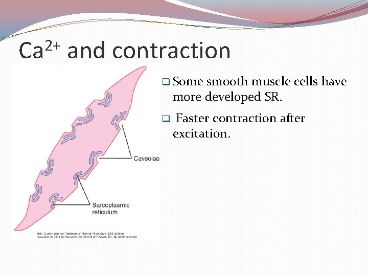 2+ Ca and contraction q Some smooth muscle cells have more developed SR. q