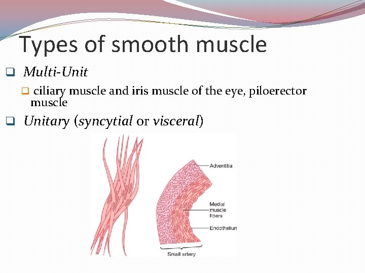 Types of smooth muscle q Multi-Unit q q ciliary muscle and iris muscle of