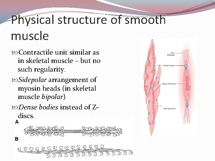 Physical structure of smooth muscle Contractile unit similar as in skeletal muscle – but