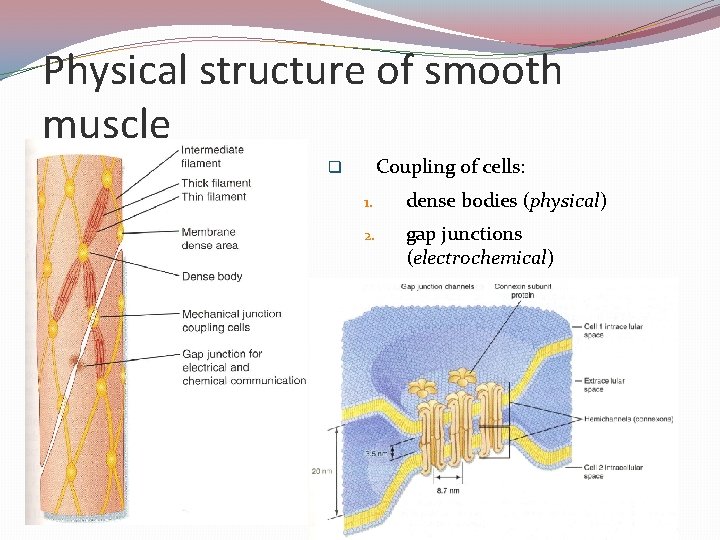 Physical structure of smooth muscle Coupling of cells: q 1. dense bodies (physical) 2.