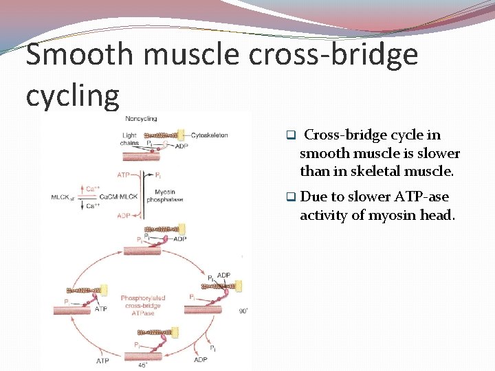 Smooth muscle cross-bridge cycling q Cross-bridge cycle in smooth muscle is slower than in