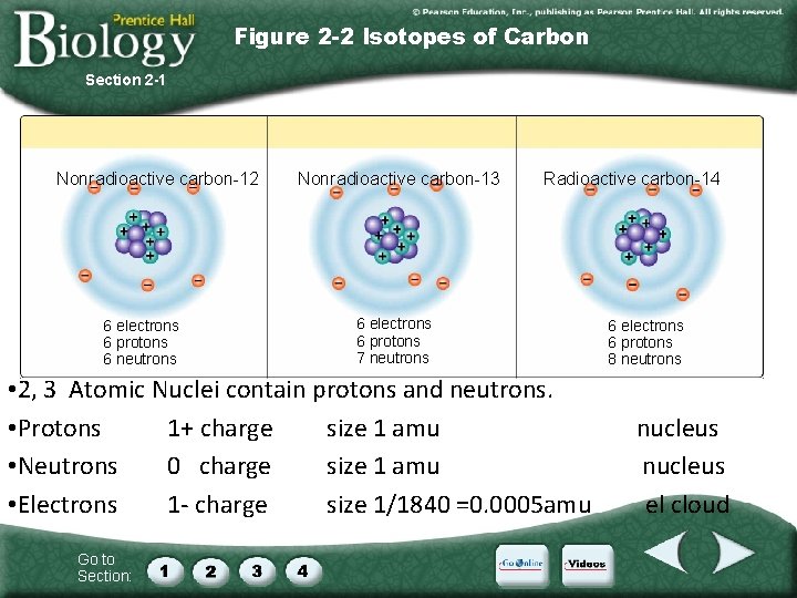 Figure 2 -2 Isotopes of Carbon Section 2 -1 Nonradioactive carbon-12 6 electrons 6