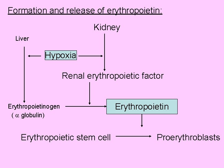 Formation and release of erythropoietin: Kidney Liver Hypoxia Renal erythropoietic factor Erythropoietinogen ( globulin)