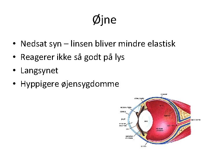 Øjne • • Nedsat syn – linsen bliver mindre elastisk Reagerer ikke så godt