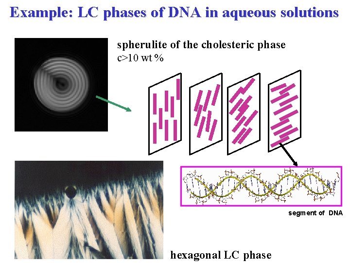 Example: LC phases of DNA in aqueous solutions spherulite of the cholesteric phase c>10