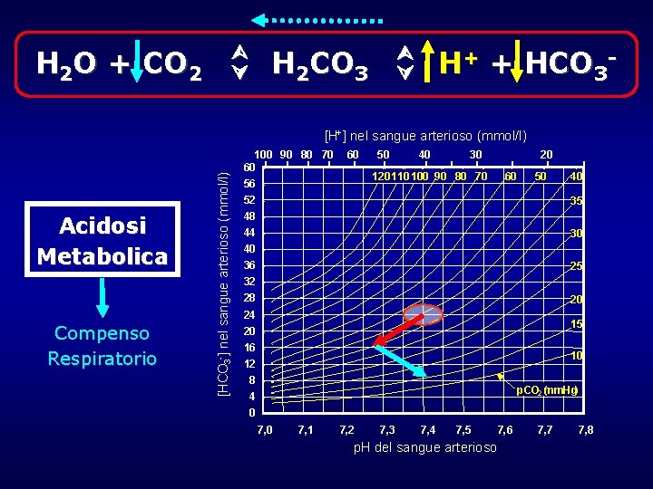 H 2 O + CO 2 H 2 CO 3 H+ + HCO 3 H 2 O + CO 2 H 2 CO 3 H+ + HCO 3