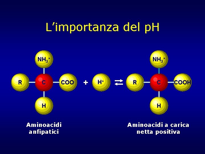 L’importanza del p. H NH 3+ R C NH 3+ COO- + H+ R L’importanza del p. H NH 3+ R C NH 3+ COO- + H+ R