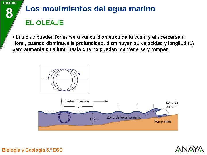 UNIDAD 8 Los movimientos del agua marina EL OLEAJE • Las olas pueden formarse