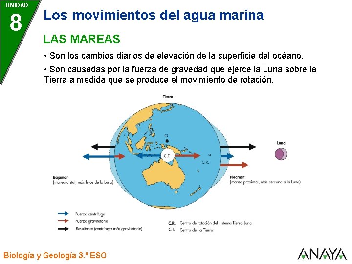 UNIDAD 8 Los movimientos del agua marina LAS MAREAS • Son los cambios diarios