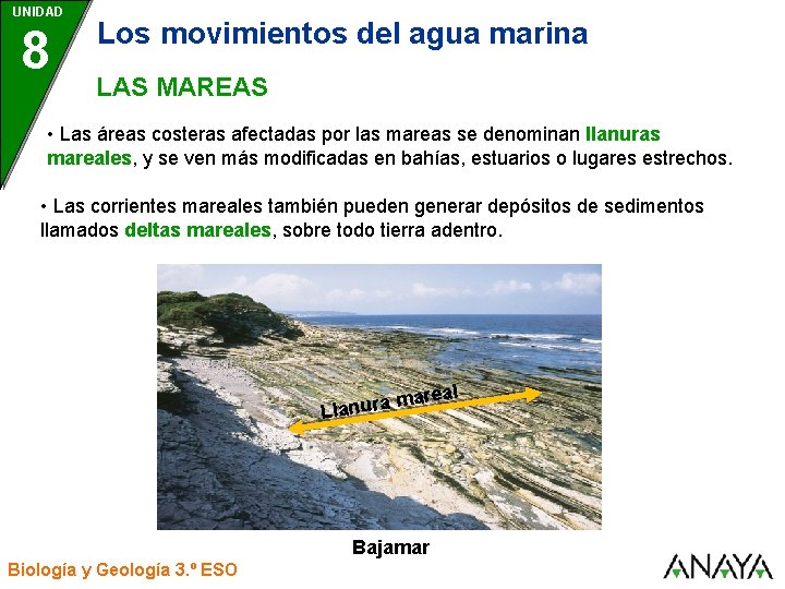 UNIDAD 8 Los movimientos del agua marina LAS MAREAS • Las áreas costeras afectadas