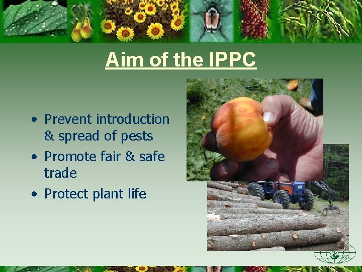 Aim of the IPPC • Prevent introduction & spread of pests • Promote fair
