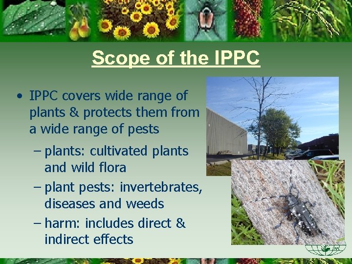 Scope of the IPPC • IPPC covers wide range of plants & protects them