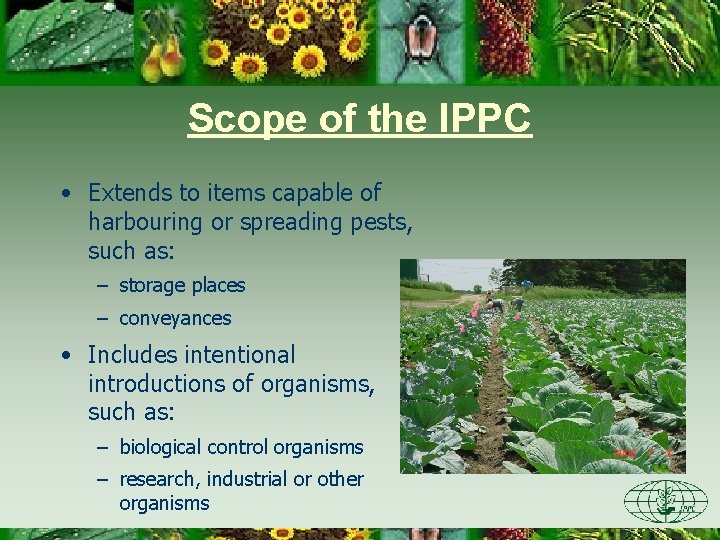 Scope of the IPPC • Extends to items capable of harbouring or spreading pests,